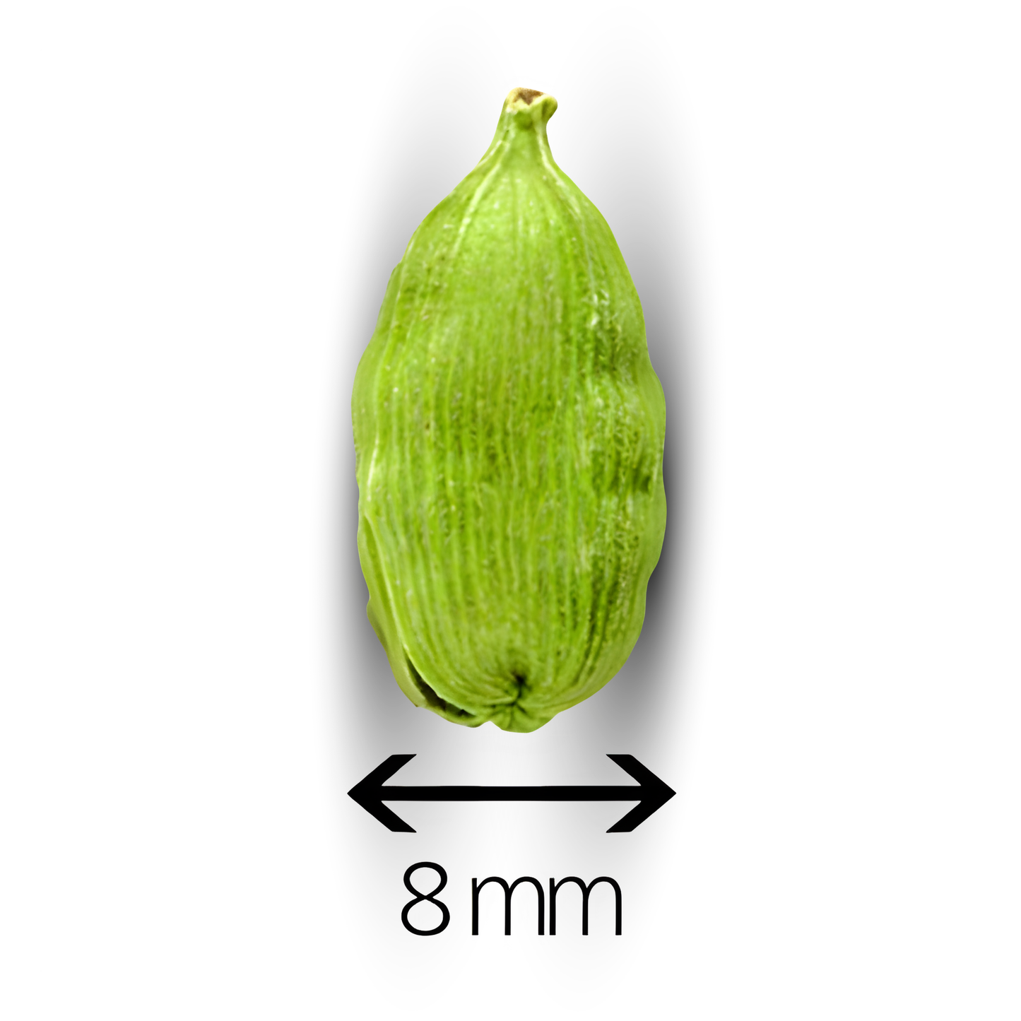 Close-up of single green cardamom pod measuring 8mm, highlighting size and quality